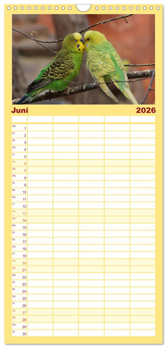 Wellensittiche - Gefiederte Freunde (CALVENDO Familienplaner 2026)