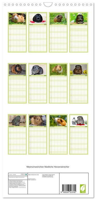 Meerschweinchen Niedliche Herzensbrecher (CALVENDO Familienplaner 2026)