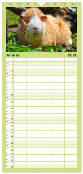 Meerschweinchen Niedliche Herzensbrecher (CALVENDO Familienplaner 2026)