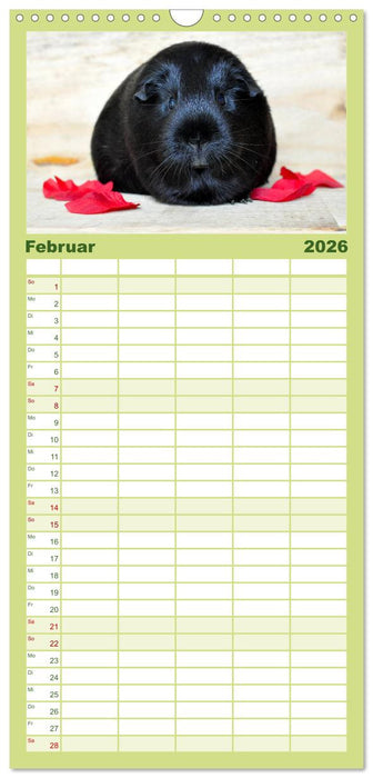Meerschweinchen Niedliche Herzensbrecher (CALVENDO Familienplaner 2026)