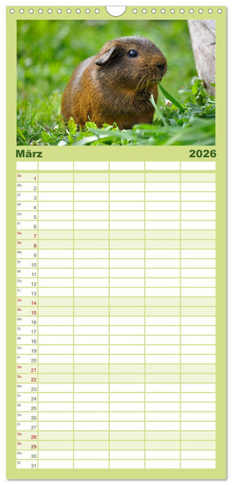 Meerschweinchen Niedliche Herzensbrecher (CALVENDO Familienplaner 2026)