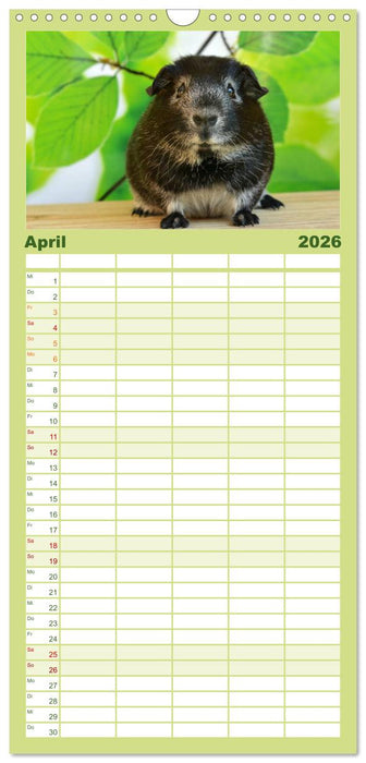 Meerschweinchen Niedliche Herzensbrecher (CALVENDO Familienplaner 2026)