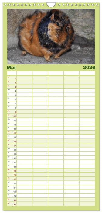 Meerschweinchen Niedliche Herzensbrecher (CALVENDO Familienplaner 2026)