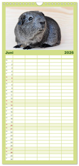 Meerschweinchen Niedliche Herzensbrecher (CALVENDO Familienplaner 2026)