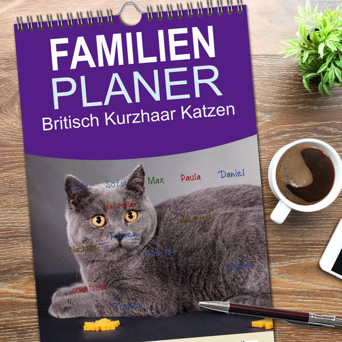 Britisch Kurzhaar Katzen (CALVENDO Familienplaner 2026)