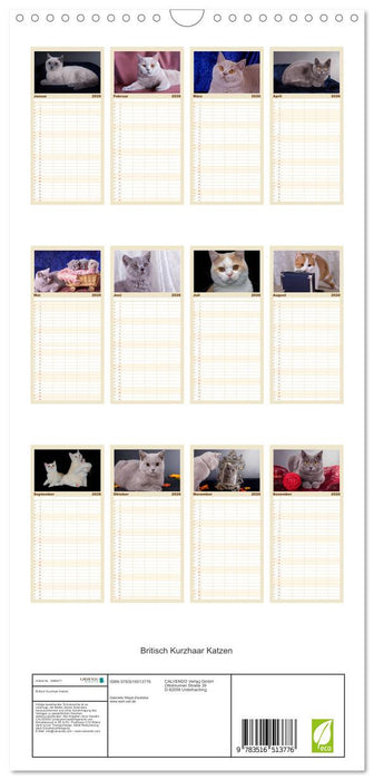 Britisch Kurzhaar Katzen (CALVENDO Familienplaner 2026)