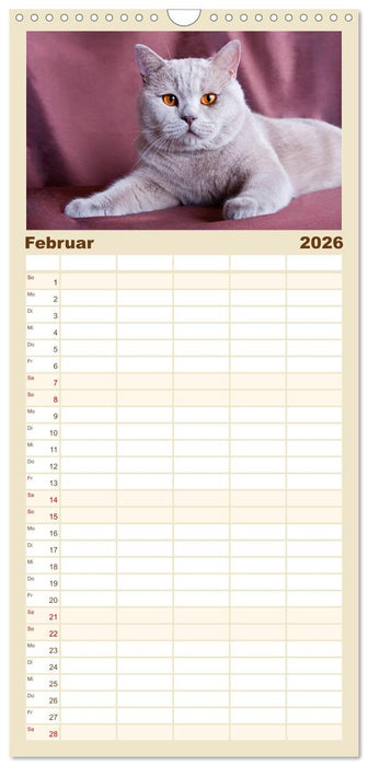Britisch Kurzhaar Katzen (CALVENDO Familienplaner 2026)