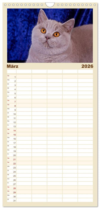 Britisch Kurzhaar Katzen (CALVENDO Familienplaner 2026)