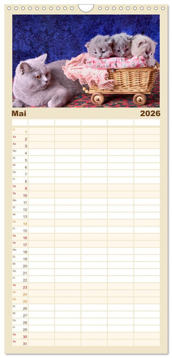 Britisch Kurzhaar Katzen (CALVENDO Familienplaner 2026)