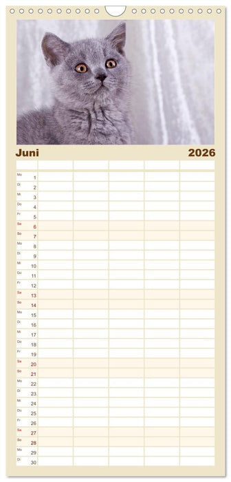 Britisch Kurzhaar Katzen (CALVENDO Familienplaner 2026)