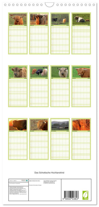 Das Schottische Hochlandrind (CALVENDO Familienplaner 2026)