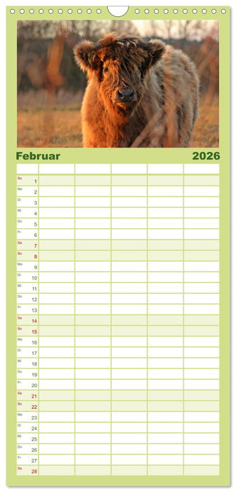 Das Schottische Hochlandrind (CALVENDO Familienplaner 2026)