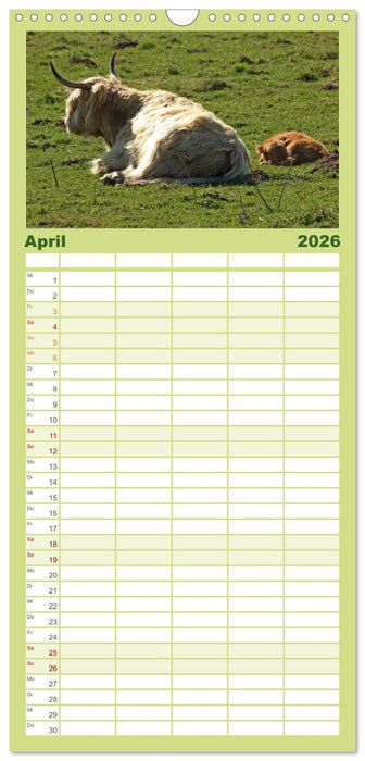 Das Schottische Hochlandrind (CALVENDO Familienplaner 2026)