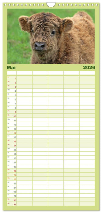 Das Schottische Hochlandrind (CALVENDO Familienplaner 2026)