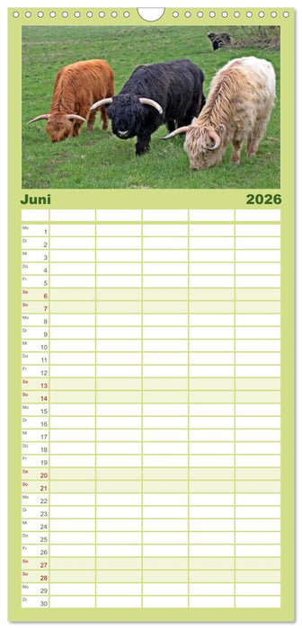Das Schottische Hochlandrind (CALVENDO Familienplaner 2026)