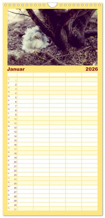 Hühner in meinem Garten (CALVENDO Familienplaner 2026)