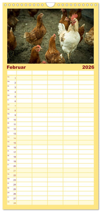 Hühner in meinem Garten (CALVENDO Familienplaner 2026)
