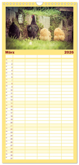 Hühner in meinem Garten (CALVENDO Familienplaner 2026)