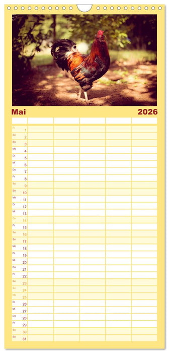 Hühner in meinem Garten (CALVENDO Familienplaner 2026)