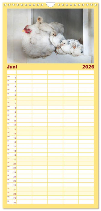Hühner in meinem Garten (CALVENDO Familienplaner 2026)