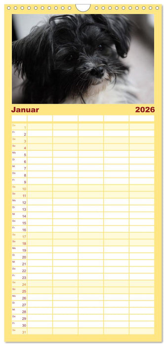 Bolonka Zwetna (CALVENDO Familienplaner 2026)