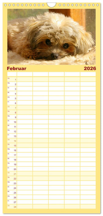 Bolonka Zwetna (CALVENDO Familienplaner 2026)