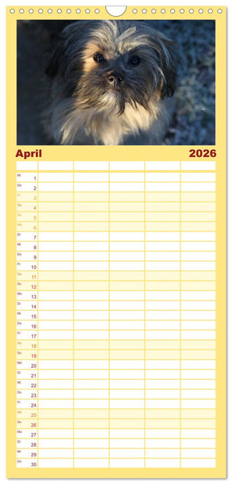 Bolonka Zwetna (CALVENDO Familienplaner 2026)