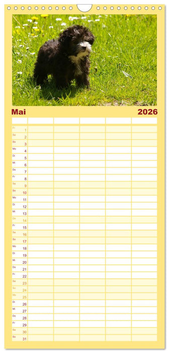 Bolonka Zwetna (CALVENDO Familienplaner 2026)