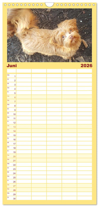 Bolonka Zwetna (CALVENDO Familienplaner 2026)