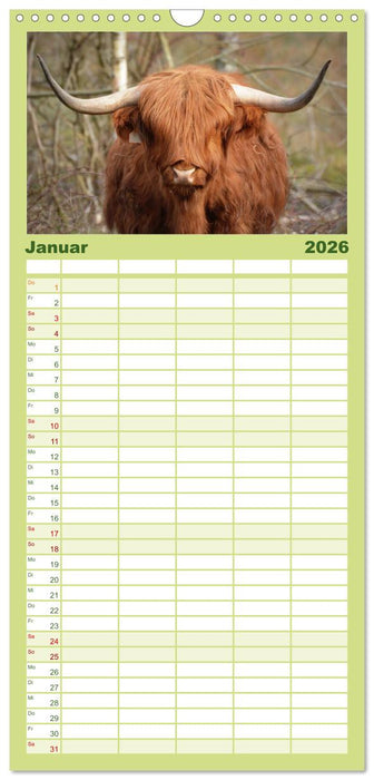 Schottische Hochlandrinder. Freundlich, schön und robust (CALVENDO Familienplaner 2026)