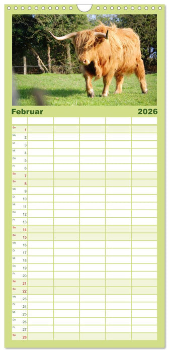 Schottische Hochlandrinder. Freundlich, schön und robust (CALVENDO Familienplaner 2026)