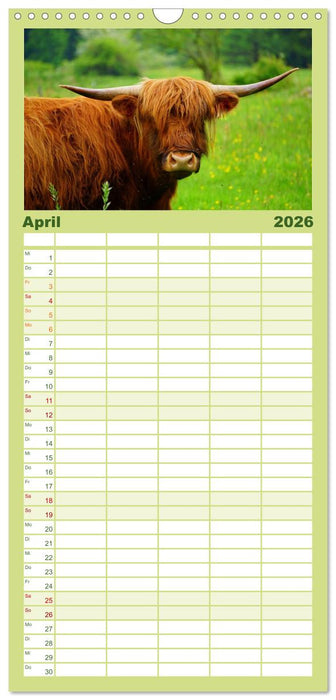 Schottische Hochlandrinder. Freundlich, schön und robust (CALVENDO Familienplaner 2026)