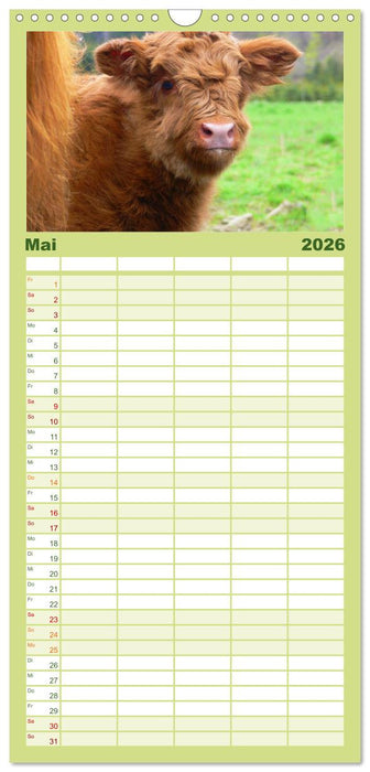 Schottische Hochlandrinder. Freundlich, schön und robust (CALVENDO Familienplaner 2026)