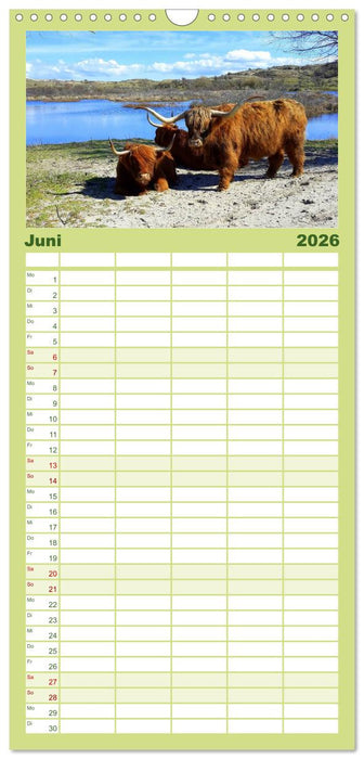 Schottische Hochlandrinder. Freundlich, schön und robust (CALVENDO Familienplaner 2026)