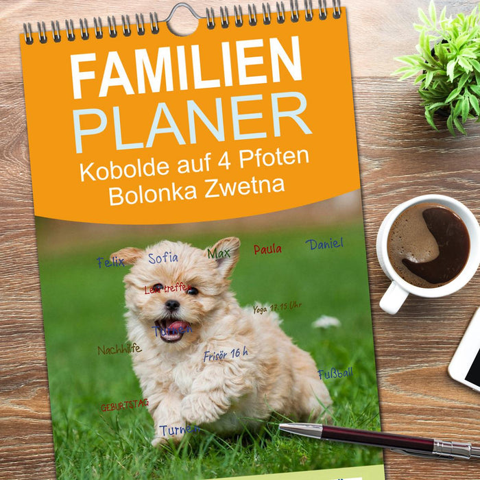 Kobolde auf 4 Pfoten - Bolonka Zwetna (CALVENDO Familienplaner 2026)