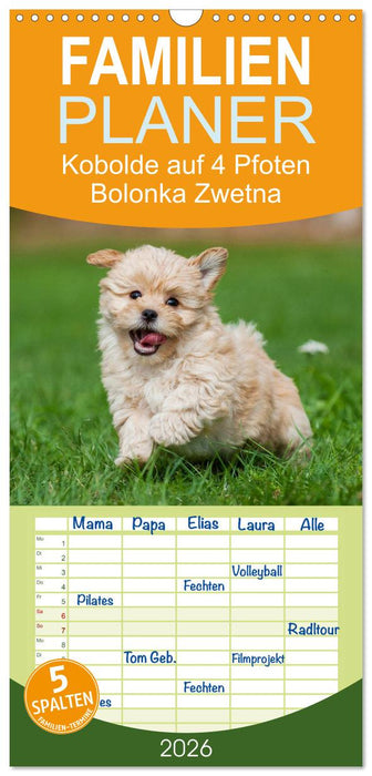 Kobolde auf 4 Pfoten - Bolonka Zwetna (CALVENDO Familienplaner 2026)