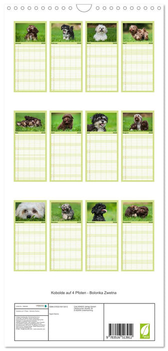 Kobolde auf 4 Pfoten - Bolonka Zwetna (CALVENDO Familienplaner 2026)