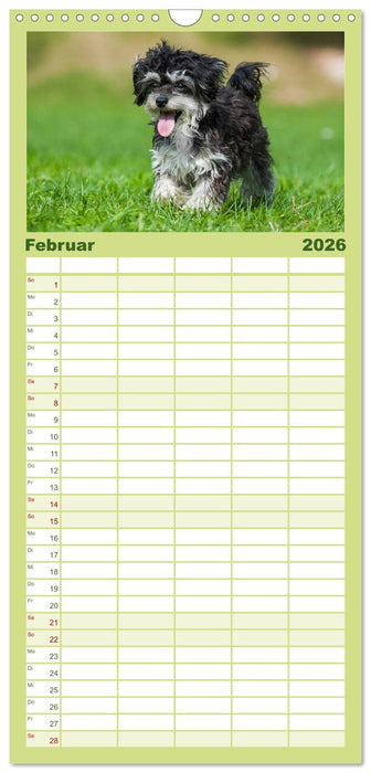 Kobolde auf 4 Pfoten - Bolonka Zwetna (CALVENDO Familienplaner 2026)