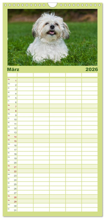 Kobolde auf 4 Pfoten - Bolonka Zwetna (CALVENDO Familienplaner 2026)