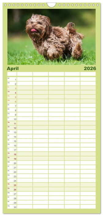 Kobolde auf 4 Pfoten - Bolonka Zwetna (CALVENDO Familienplaner 2026)