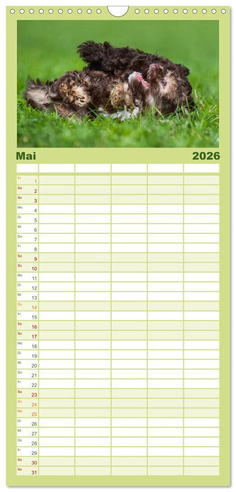 Kobolde auf 4 Pfoten - Bolonka Zwetna (CALVENDO Familienplaner 2026)