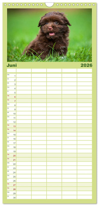 Kobolde auf 4 Pfoten - Bolonka Zwetna (CALVENDO Familienplaner 2026)