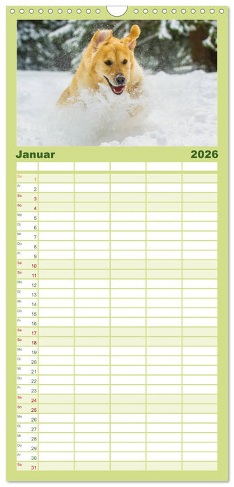 Das Glück hat einen Namen - Golden Retriever (CALVENDO Familienplaner 2026)