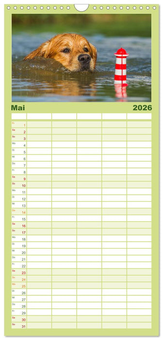 Das Glück hat einen Namen - Golden Retriever (CALVENDO Familienplaner 2026)