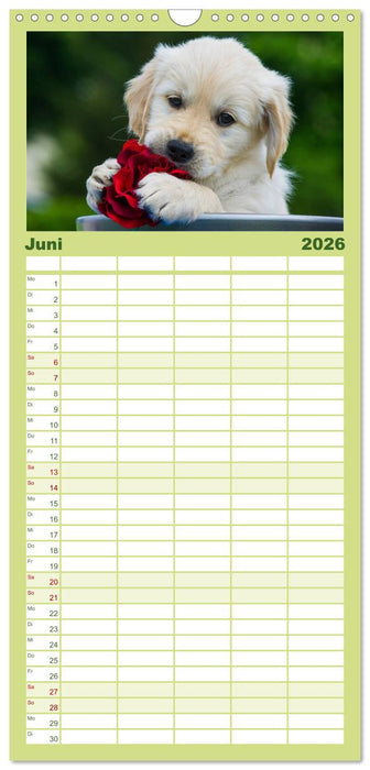 Das Glück hat einen Namen - Golden Retriever (CALVENDO Familienplaner 2026)