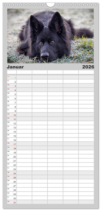 Schwarz ist schön! Der lackschwarze altdeutsche Schäferhund (CALVENDO Familienplaner 2026)