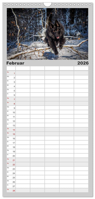 Schwarz ist schön! Der lackschwarze altdeutsche Schäferhund (CALVENDO Familienplaner 2026)