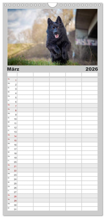 Schwarz ist schön! Der lackschwarze altdeutsche Schäferhund (CALVENDO Familienplaner 2026)