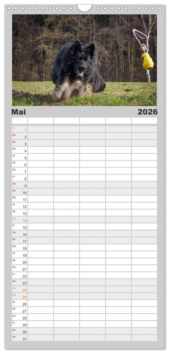 Schwarz ist schön! Der lackschwarze altdeutsche Schäferhund (CALVENDO Familienplaner 2026)