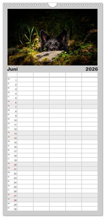 Schwarz ist schön! Der lackschwarze altdeutsche Schäferhund (CALVENDO Familienplaner 2026)